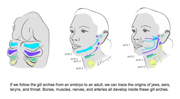 2nd branchial cleft cyst (Courtesy Dr. V. Penopoulos)
