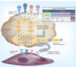 Figure 1 . Signaling pathways implicated in medullary thyroid carcinoma tumorigenesis .