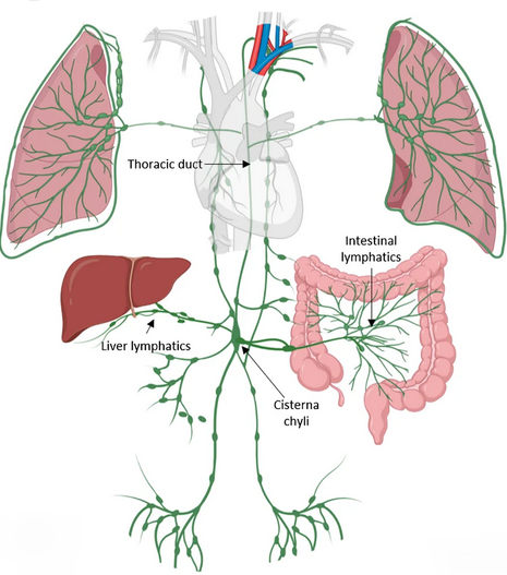 Peritoneovenous shunt in another patient with decompensated hepatic cirrhosis (Courtesy Dr. V. Penopoulos)