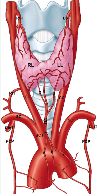 Πλήρως αποδεσμευμένη τραχεία (Ευγενική παραχώρηση Dr. V. Penopoulos)