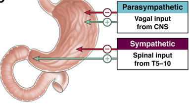 Extrinsic innervation of the stomach (Courtesy Dr. V. Penopoulos)