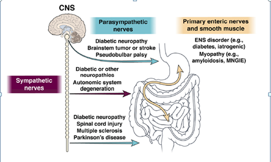 Gastrointestinal motility disorders in neurological diseases. J Clin Invest 2021;131:e143771 (Courtesy Dr. V. Penopoulos)