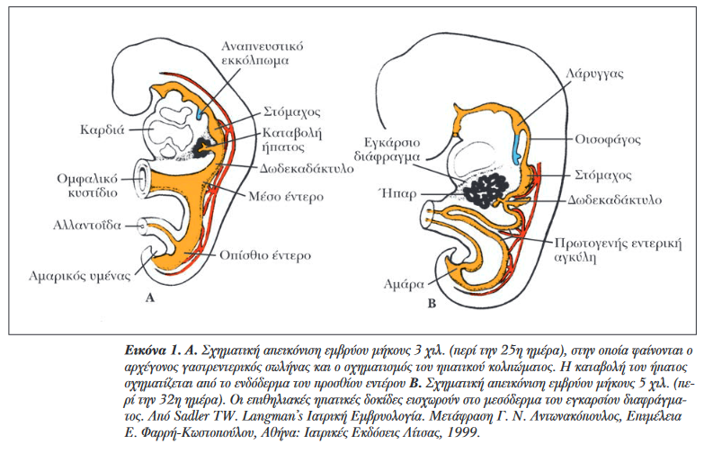 Green arrow: gallstones. Blue arrow: blind orifice of the cystic duct (Courtesy Dr. V. Penopoulos)