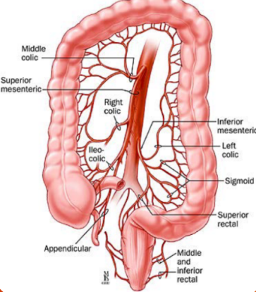 Αρτηριακή αιμάτωση του παχέος εντέρου (Ευγενική παραχώρηση Dr. V. Penopoulos)
