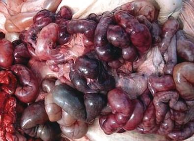 CLOSTIRIDIUM PERFIGENS ENTERITIS
