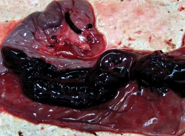 CLOSTIRIDIUM PERFIGENS ENTERITIS